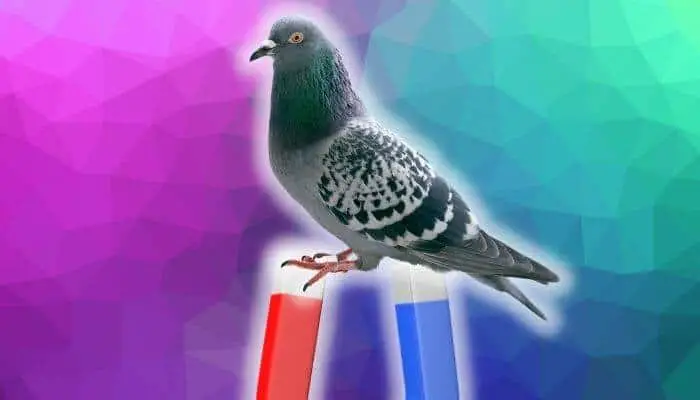 pigeon magnets