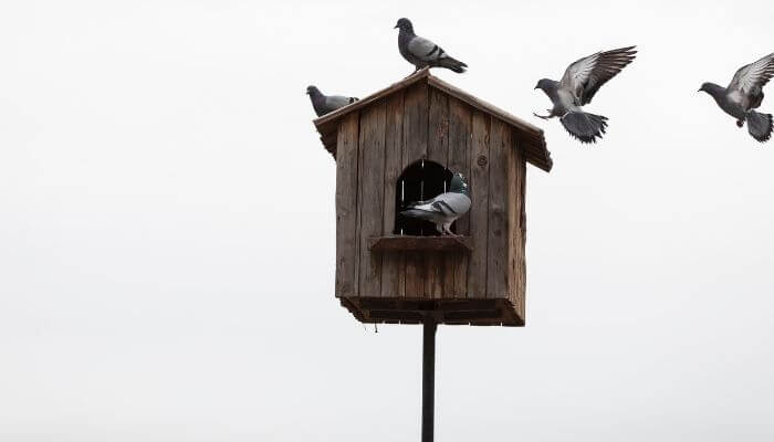 small dovecote