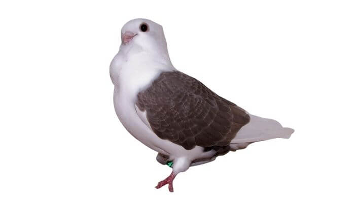 turbit pigeon