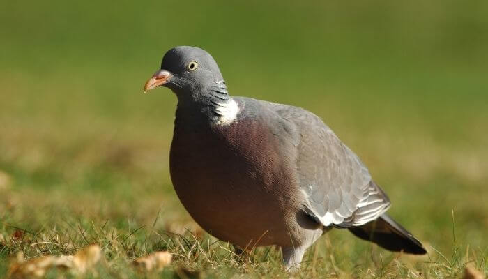 wood pigeon as an arable pest