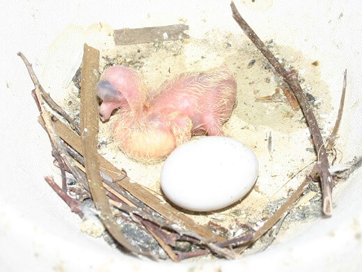 1 day old pigeon