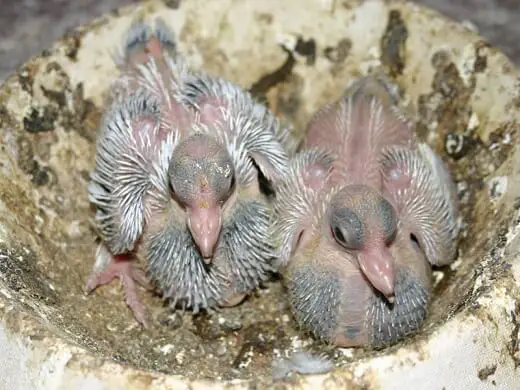 10 days old pigeons