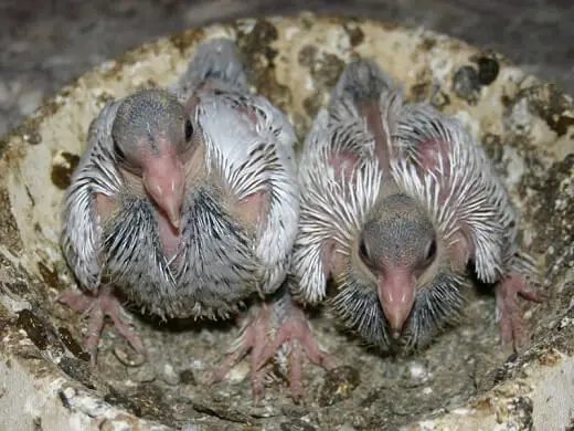 12 days old pigeons