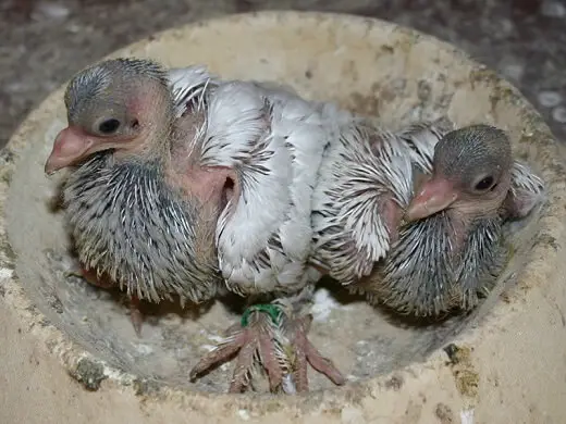 13 days old pigeons