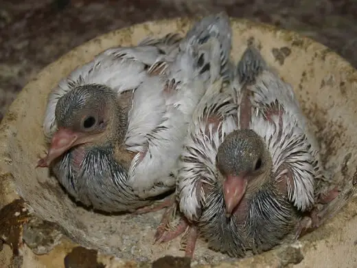 14 days old pigeons