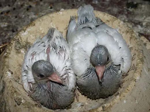15 days old pigeons