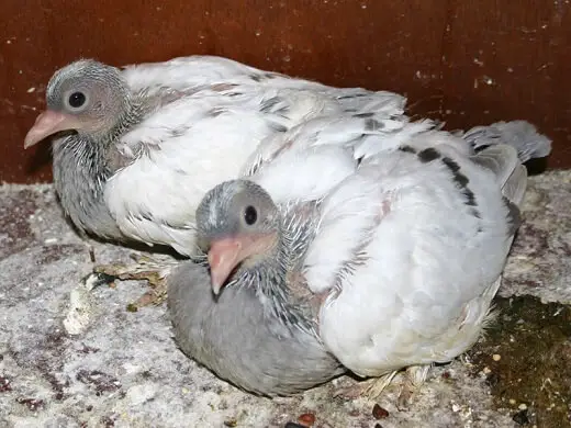 16 days old pigeons