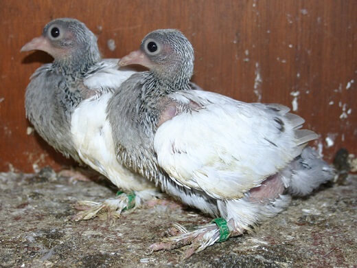 17 days old pigeons