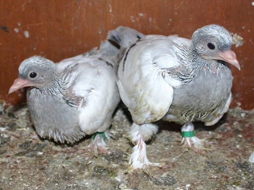 18 days old pigeons