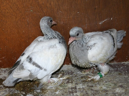 19 days old pigeons
