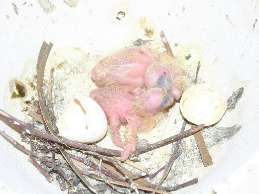 2 day old pigeons