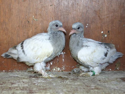 20 day old pigeons