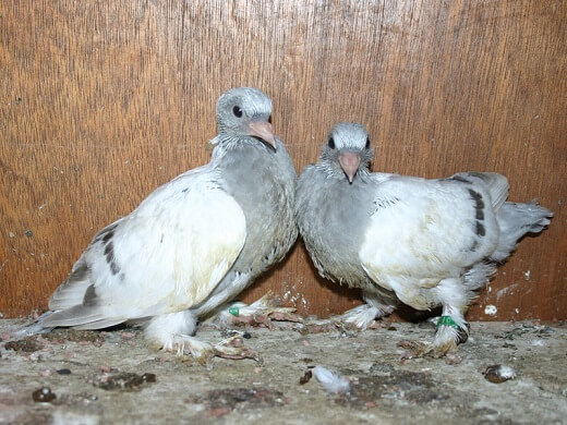 21 day old pigeons