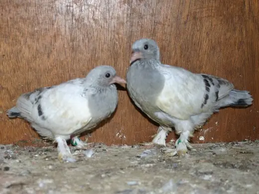 22 day old pigeons