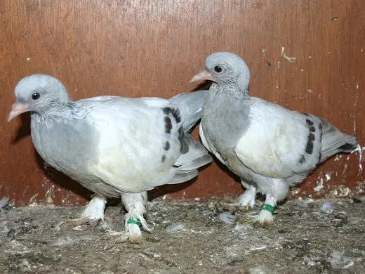23 day old pigeons