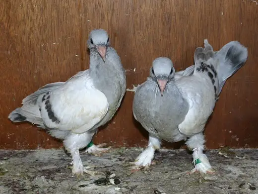 24 day old pigeons