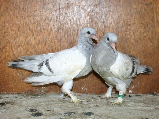 27 day old pigeons