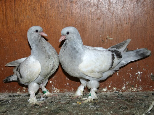 28 day old pigeons