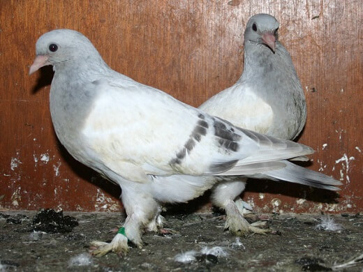 29 day old pigeons