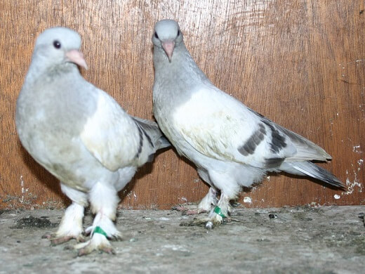 30 day old pigeons