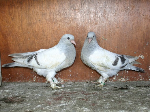 31 day old pigeons