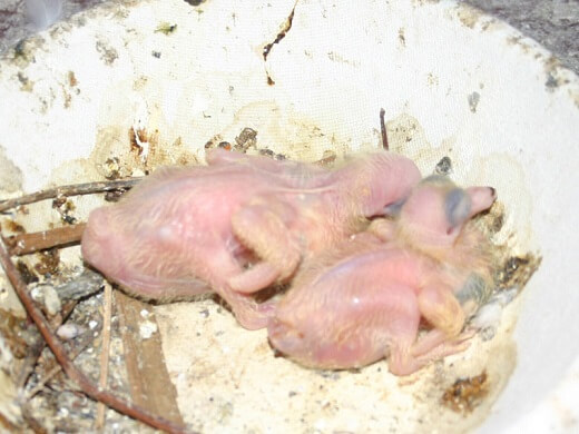4 day old pigeons