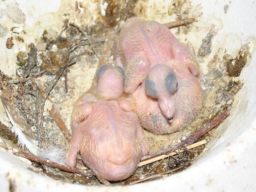 5 day old pigeons