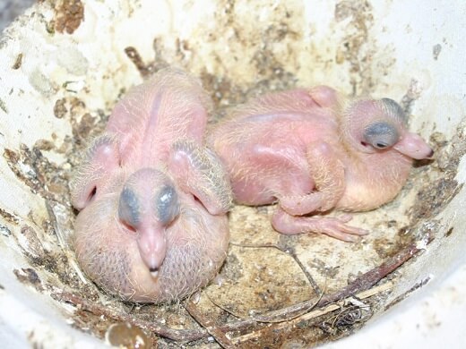 6 day old pigeons