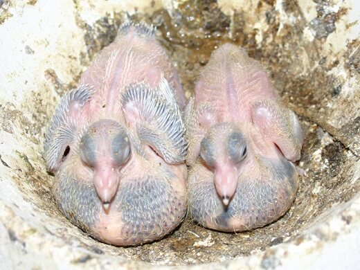8 day old pigeons