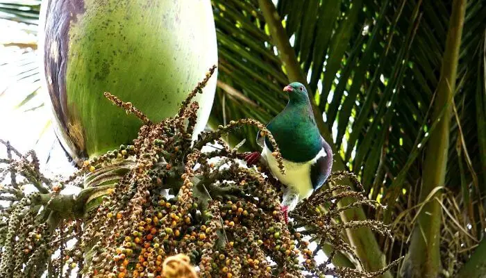 Kererū New Zealand Pigeon diet