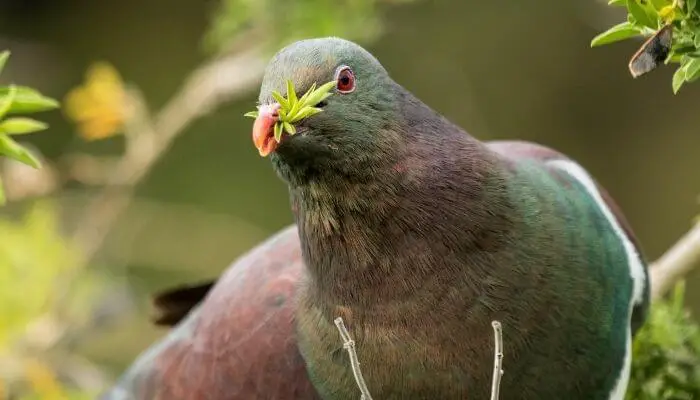 Kererū New Zealand Pigeon habitat