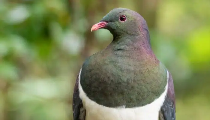 Kererū New Zealand Pigeon