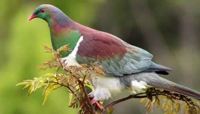 Kererū pigeon