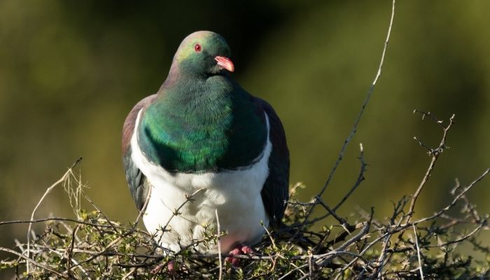 Kererū