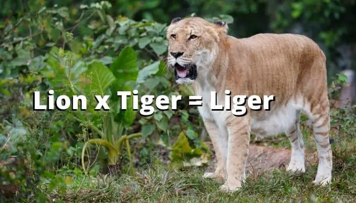 Lion x Tiger = Liger