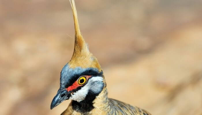 Spinifex pigeon close up