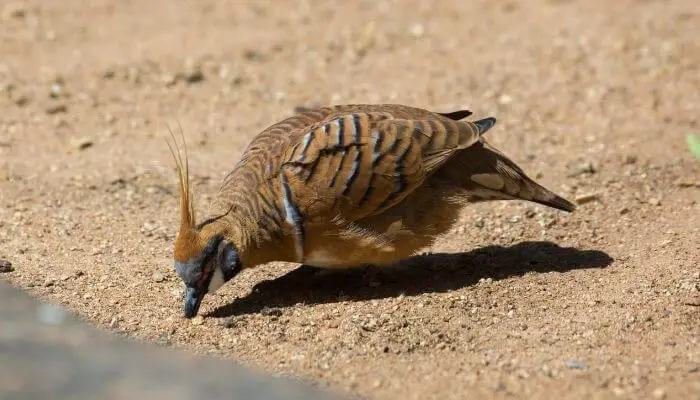 Spinifex