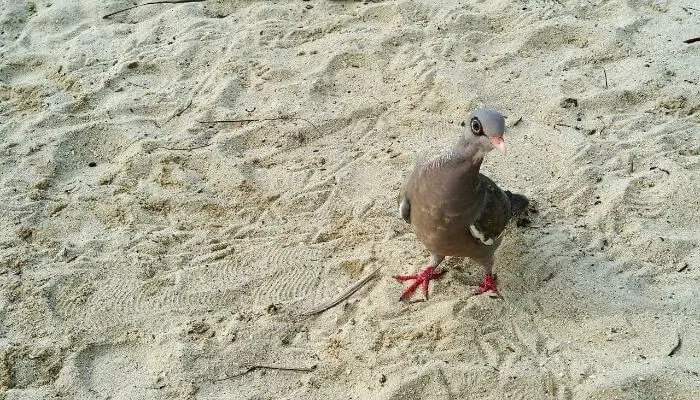 a bare eyed pigeon