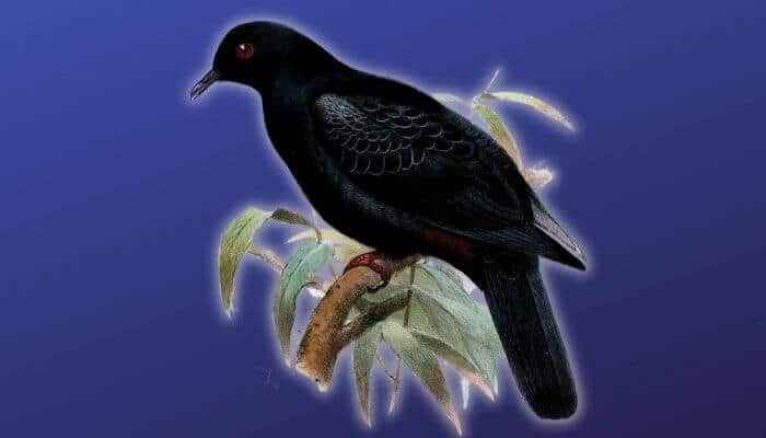 a black imperial pigeon
