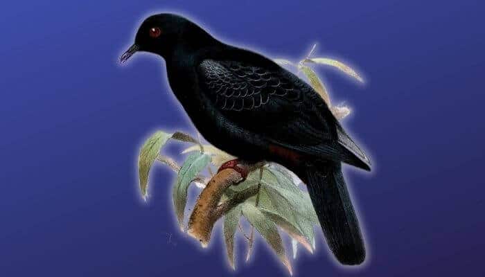 black pigeon