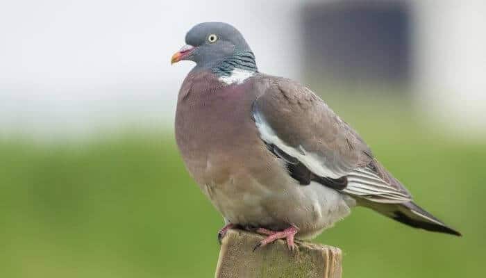a wood pigeon