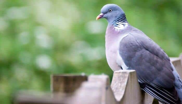 are wood pigeons protected