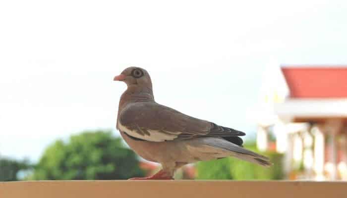 bar eyed pigeon side profile