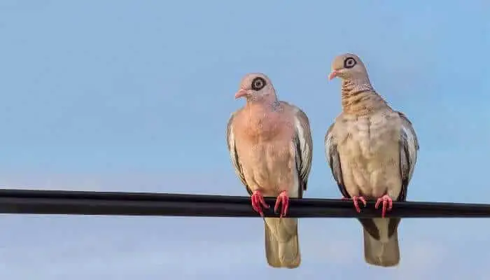 bare eyed pigeon couple
