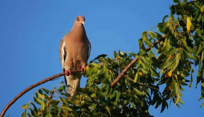 bare eyed pigeon