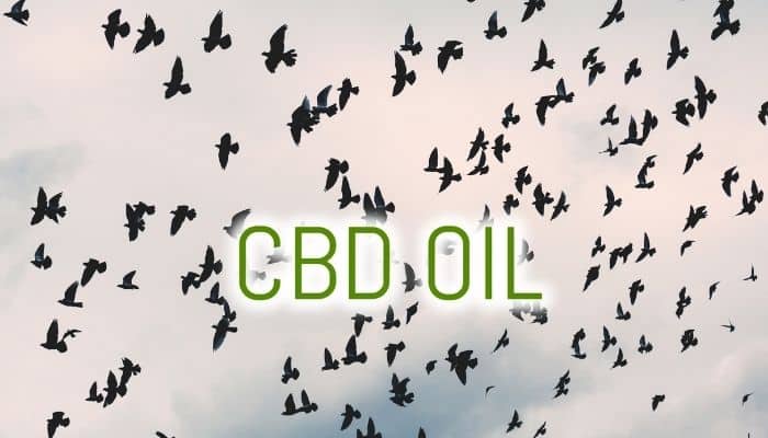 cbd and birds