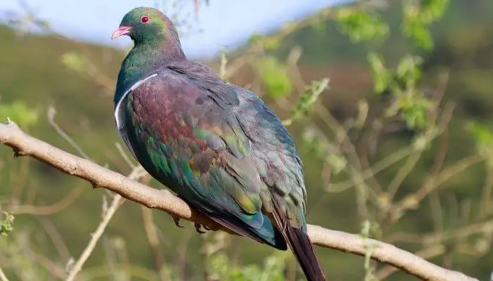 conservation of the Kererū New Zealand Pigeon