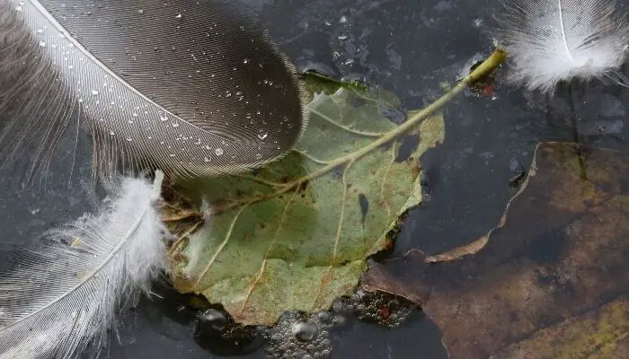 feather rot in pigeons