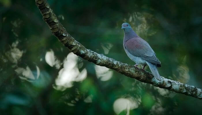 habitat of the pale-vented pigeon