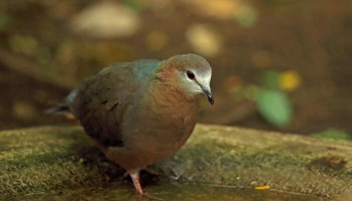 lemon dove aka cinnamon dove